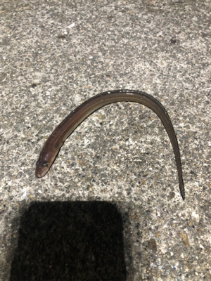 サワラ サイズが多かった!