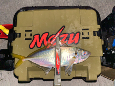 良型のアジを探して