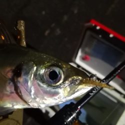 アジング練習 215