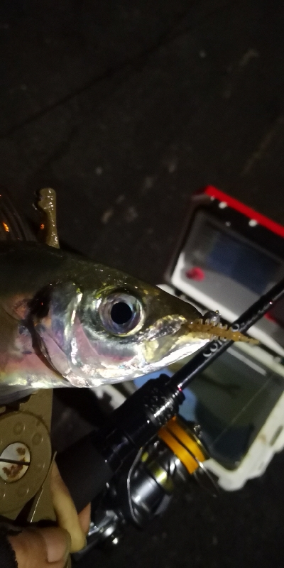 アジング練習 215