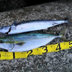 サゴシとハマチ