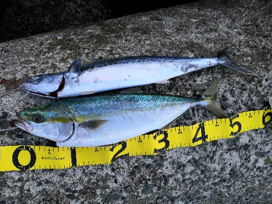 サゴシとハマチ