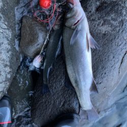 仕事前の朝マズメ！！ヒラスズキ釣果！！