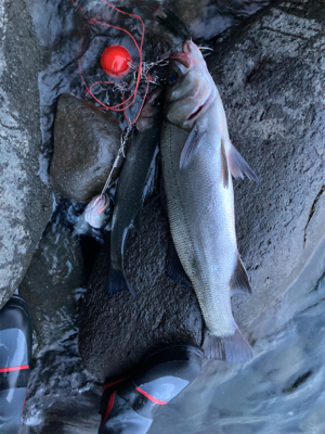 仕事前の朝マズメ！！ヒラスズキ釣果！！