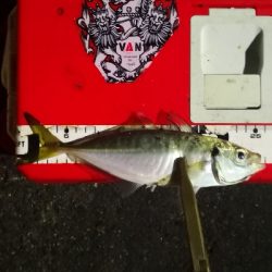 アジング練習 216