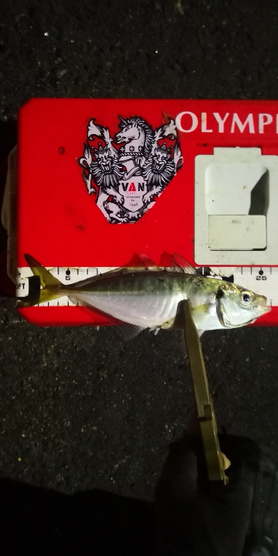 アジング練習 216