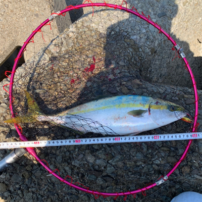 のりのりハマチ