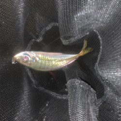 アジング、メバリング