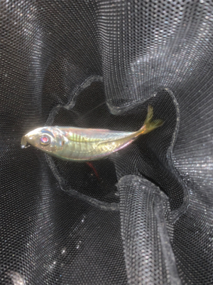 アジング、メバリング