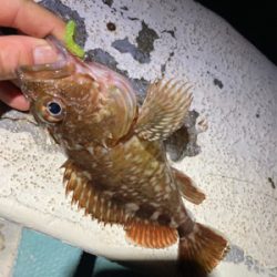 久しぶりに豆アジング