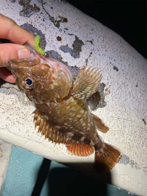 久しぶりに豆アジング