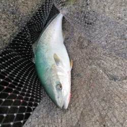 サゴシとハマチ