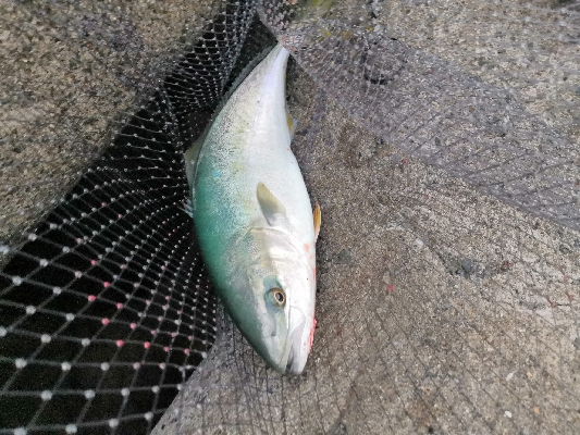 サゴシとハマチ