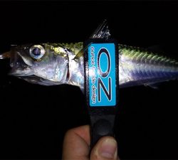 仕事帰りにちょこっと癒されに行きました