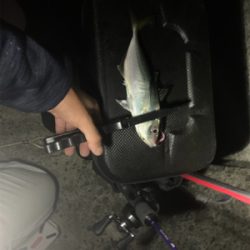 ベイトアジングの道⑬渋い