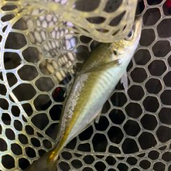 久々のアジング