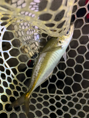 久々のアジング