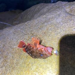 またまた穴釣り!