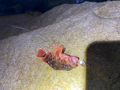 またまた穴釣り!