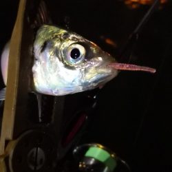 アジング練習 217