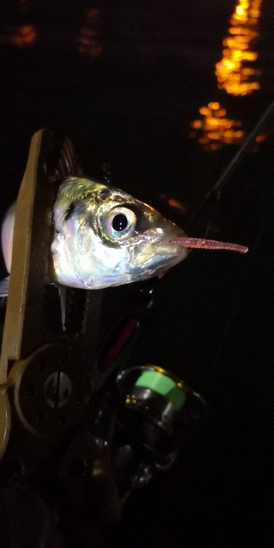 アジング練習 217