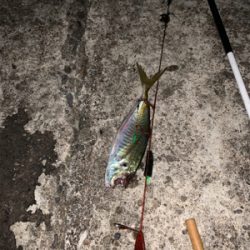 南紀白浜アオリイカ