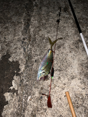 南紀白浜アオリイカ