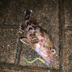 港区マイポイントでアジング