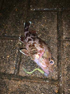 港区マイポイントでアジング