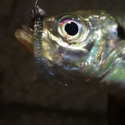 アジング練習 218