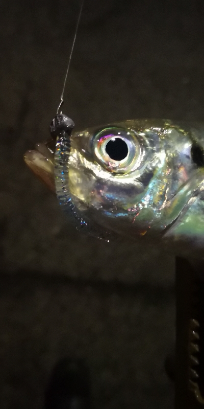 アジング練習 218