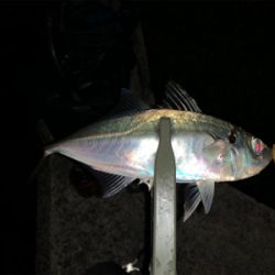 終業後、アジング修行。