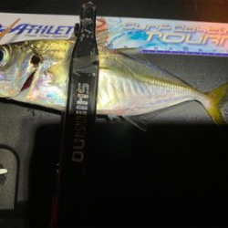 アジ・サバ時々入れ食い