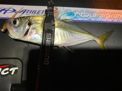 アジ・サバ時々入れ食い