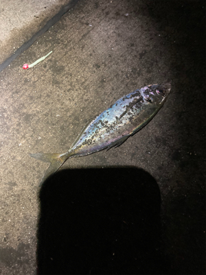 アジングからのショアジギ