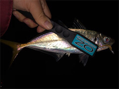 強風に負けないアジングを目指してみたら・・…