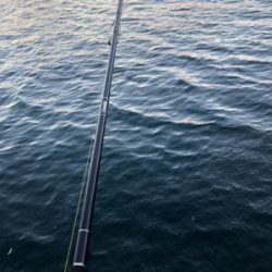 青物取りこぼし多数