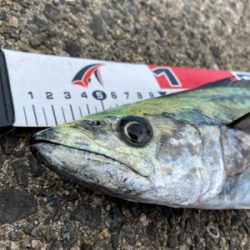 サゴシング❣️