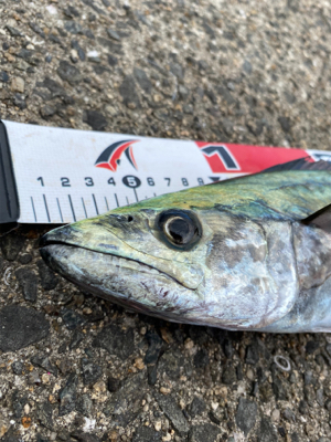 サゴシング❣️…