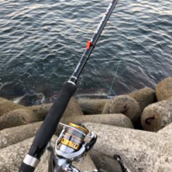 青物～まわってますね