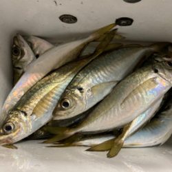 時合いは一瞬!?