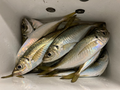 時合いは一瞬!?