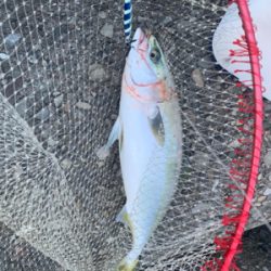 釣りに行けなけくて