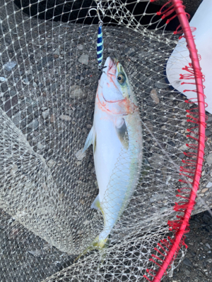 釣りに行けなけくて