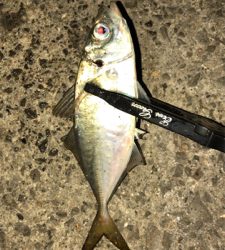 アジングナイト(渋すぎる…)