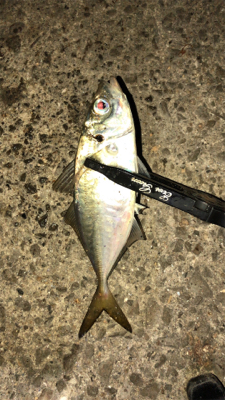 アジングナイト(渋すぎる…)