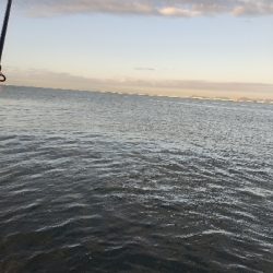 青物が欲しい。