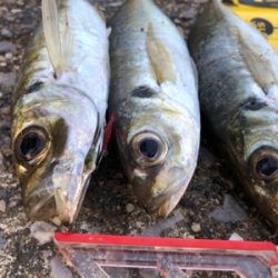 昨年と打って変わって