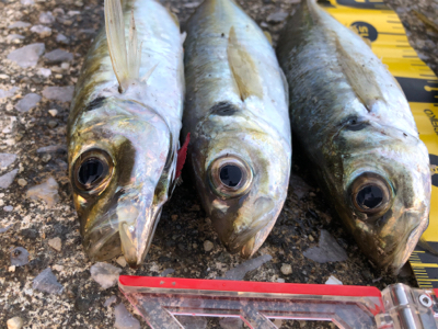 昨年と打って変わって