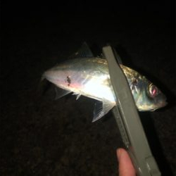 ちょい投げキス アジング